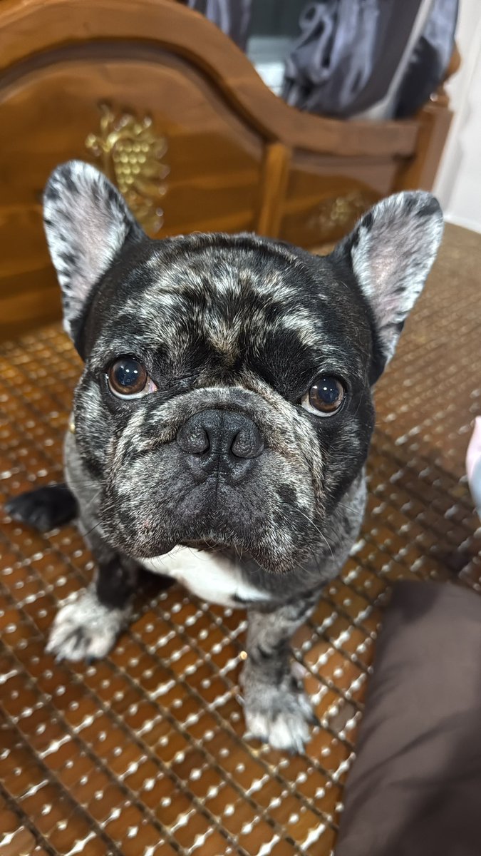 (二狗子)Dogquant 小狗量化 tweet media