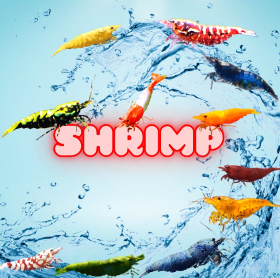 bada alt 🦐 tweet media