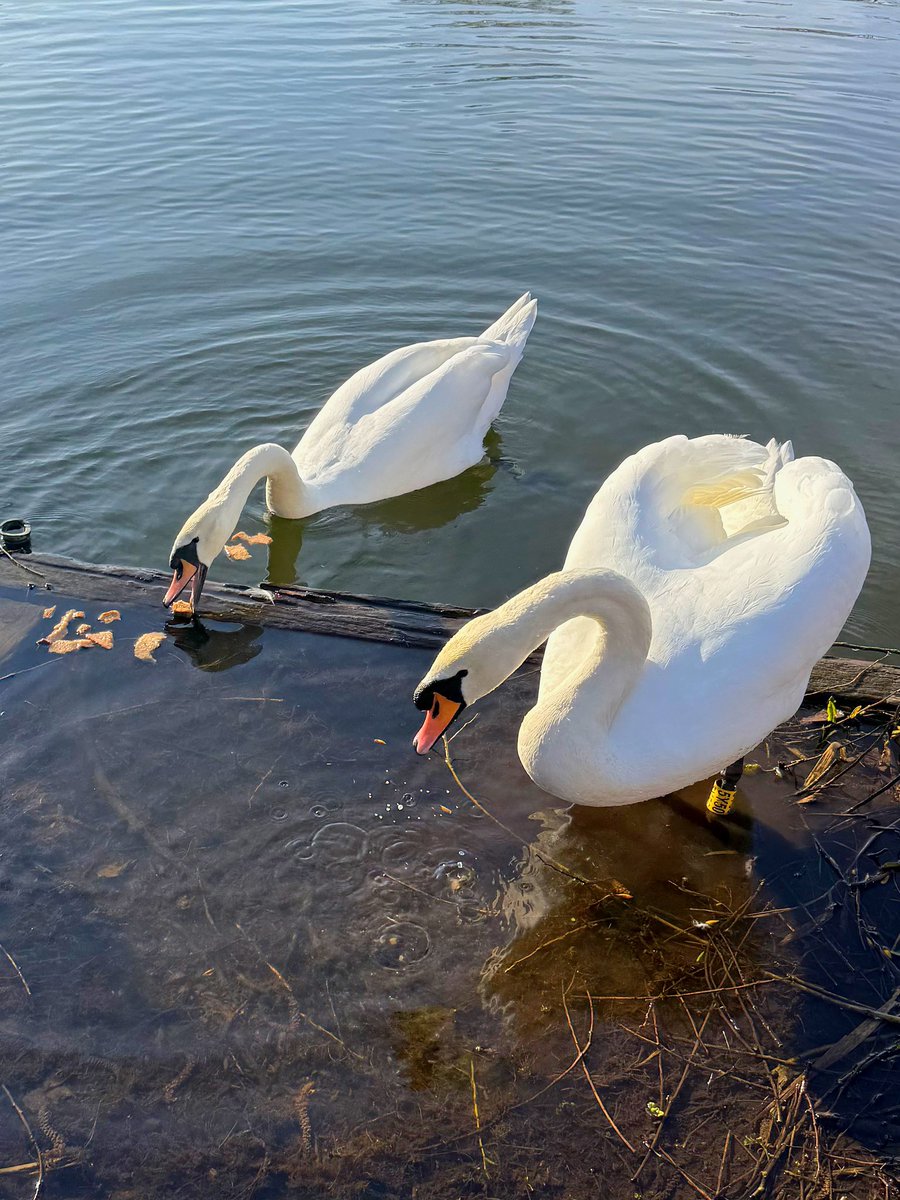 Yorkshire Swan & Wildlife Rescue Hospital tweet media