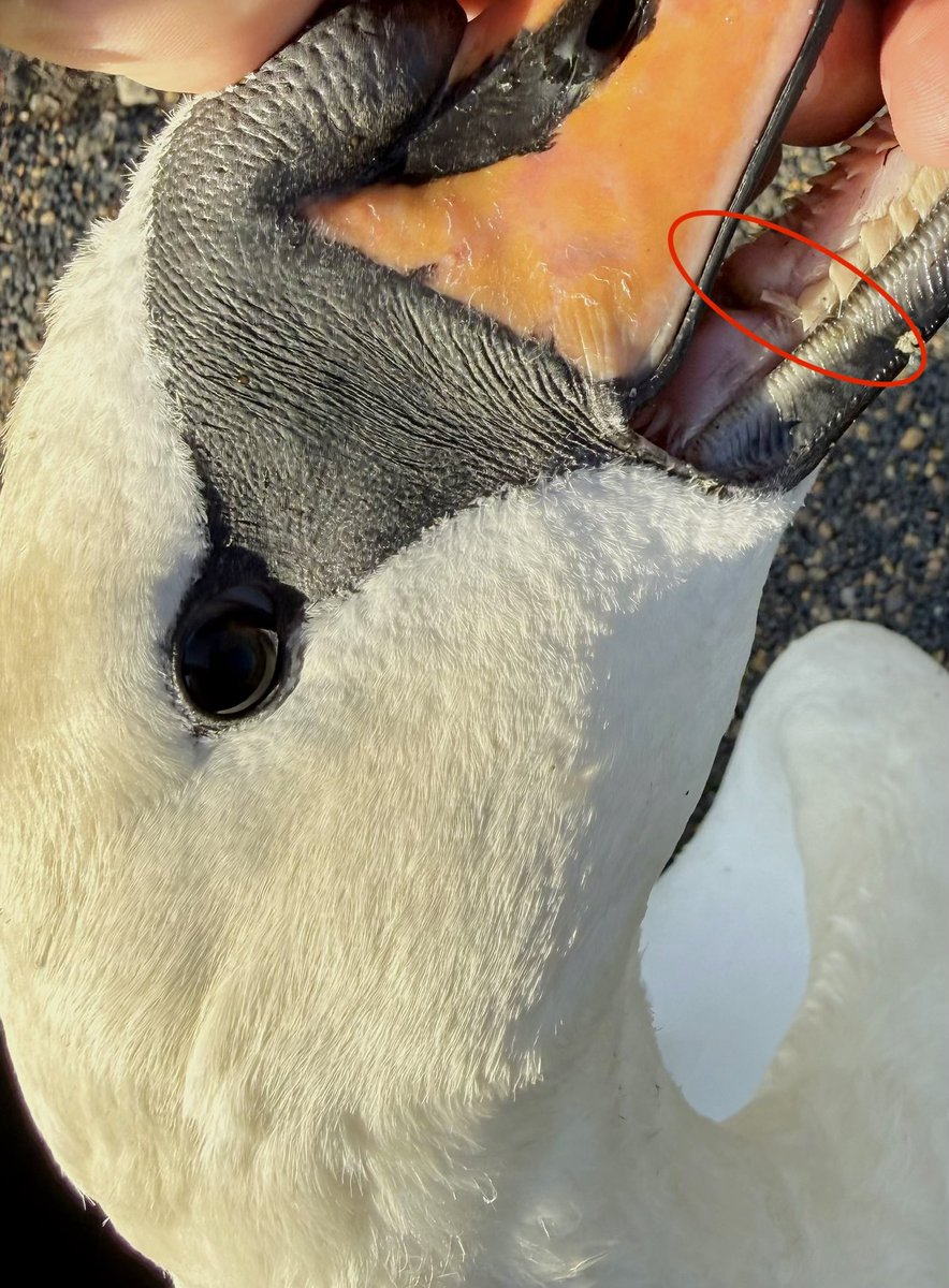 Yorkshire Swan & Wildlife Rescue Hospital tweet media