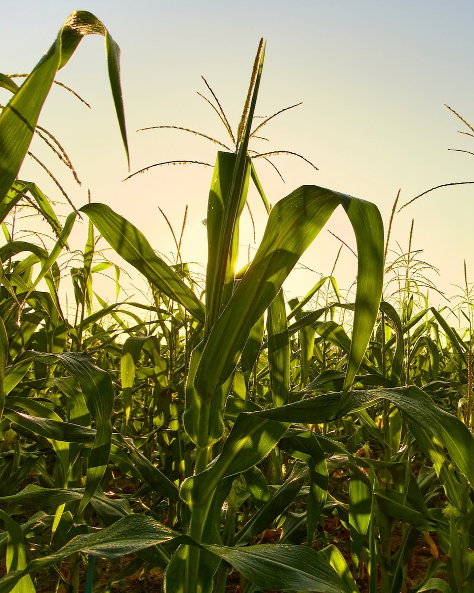 FSU Arts & Sciences tweet media