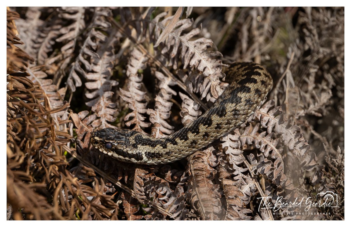 StevenFryerz9's tweet image. Few more Adder shots from todays outing.
@WildlifeMag
@BBCSpringwatch
@Britnatureguide
#Adder 
#snake