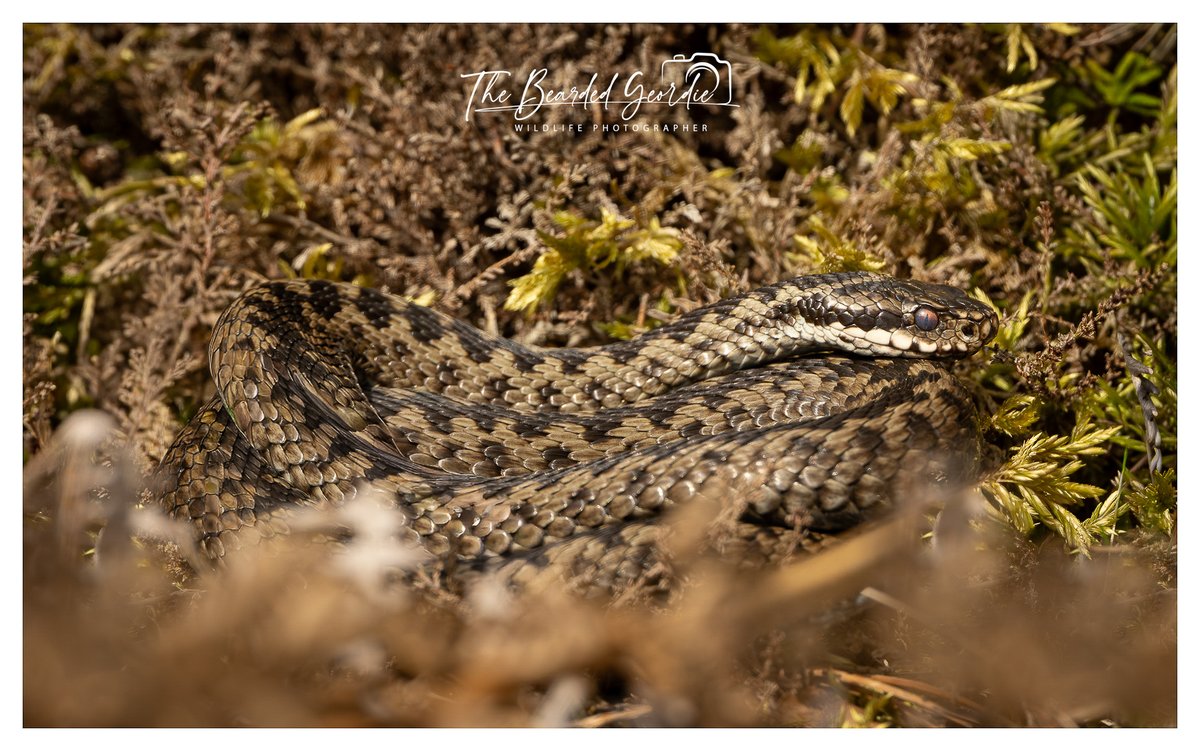 The Bearded Geordie 📷🦉🦅🦌🦡⬛️⬜️⬛️⬜️⬛️⬜️⬛️⬜️⬛️⬜️ tweet media