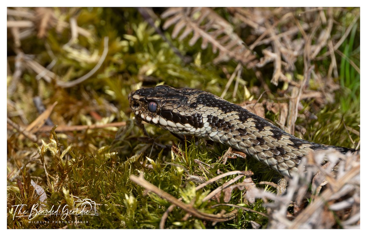 StevenFryerz9's tweet image. Few more Adder shots from todays outing.
@WildlifeMag
@BBCSpringwatch
@Britnatureguide
#Adder 
#snake