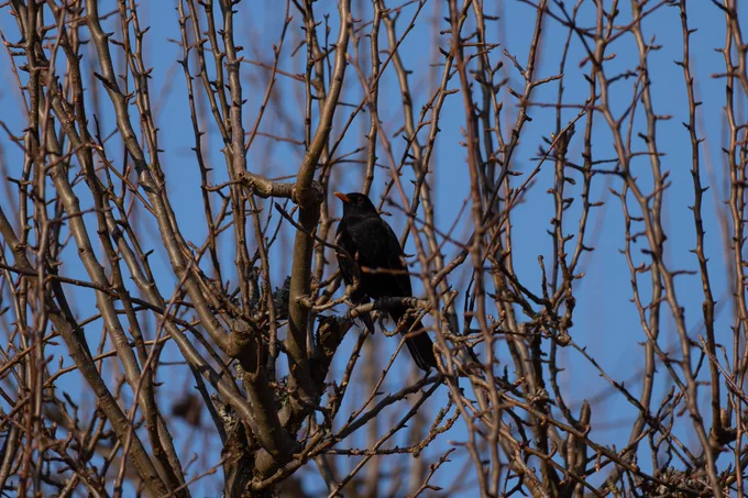another shot at shooting birb need to level up birbshooting game