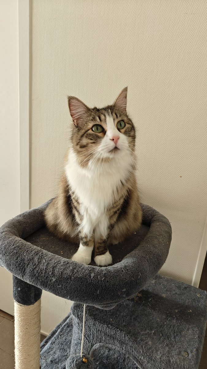 Daseure's tweet photo. @Lyhannya D'ailleurs, je ne t'avais jamais tenu au courant, mais depuis que j'ai déménagé, ma fille n'a plus jamais eu de puce, elle est libéré. 🥰 https://t.co/ztUbreWjqI