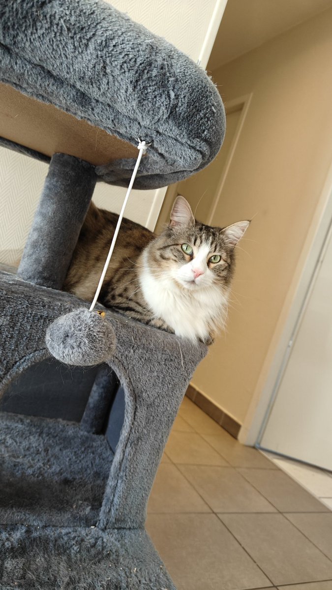 Daseure's tweet photo. @Lyhannya D'ailleurs, je ne t'avais jamais tenu au courant, mais depuis que j'ai déménagé, ma fille n'a plus jamais eu de puce, elle est libéré. 🥰 https://t.co/ztUbreWjqI