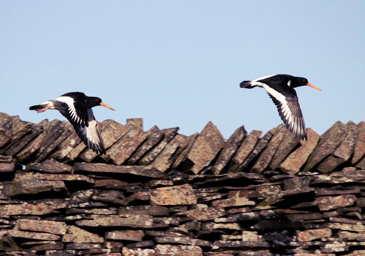 PDKimages tweet media