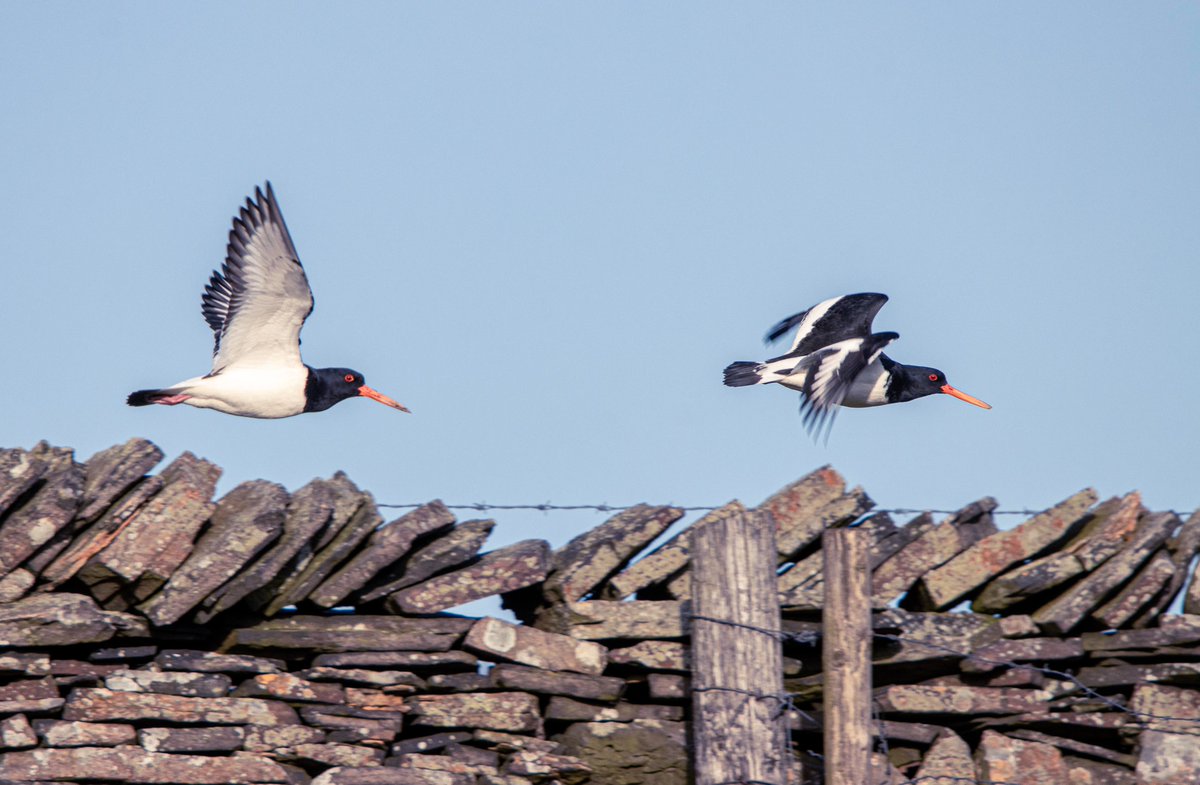 PDKimages tweet media