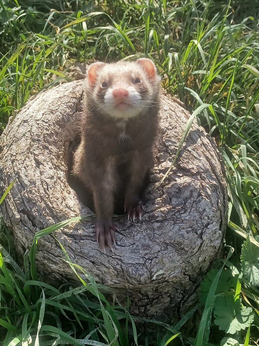 🆂🅰🅺🆄🆈🅰🅼🅾🅽-🆇 tweet media