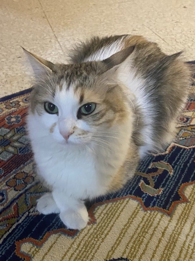 Figen Carilli tweet media