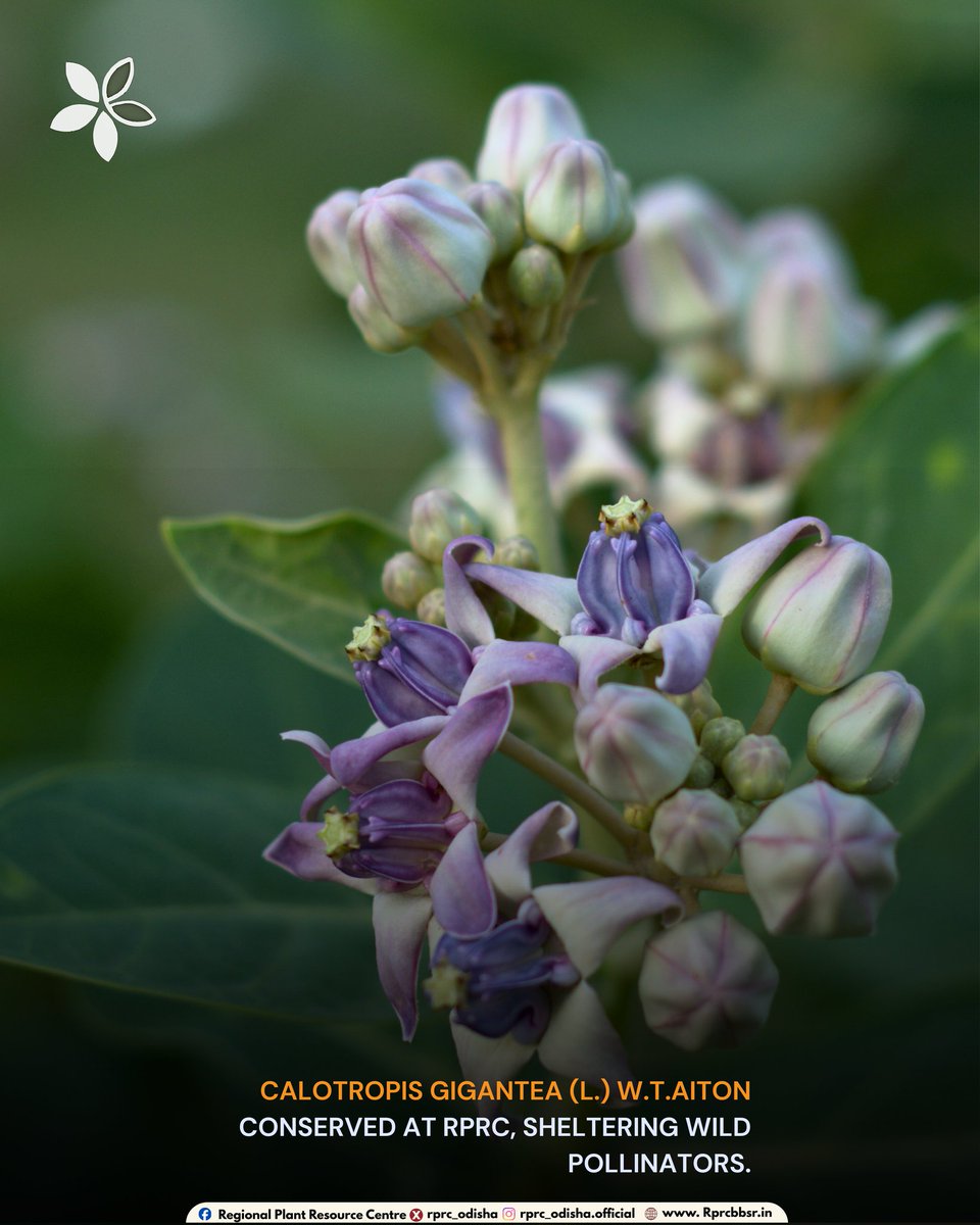 Regional Plant Resource Centre tweet media