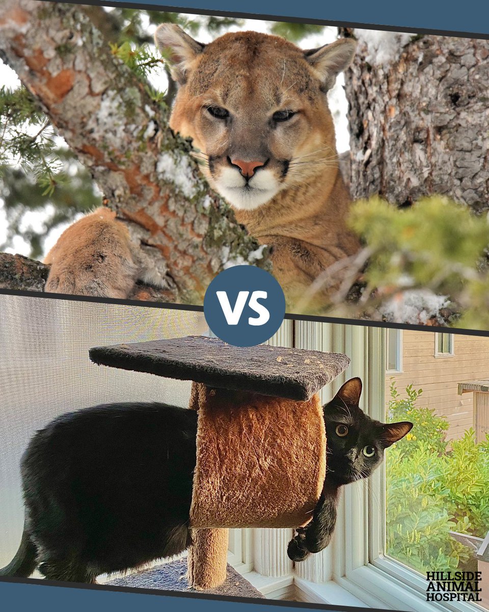 HillsideAnimal's tweet image. When your cat thinks it’s a majestic mountain lion in the wild… but ends up in the cat tree instead 😹🐾 #AwkwardMomentsDay #CatLife #PetHumor