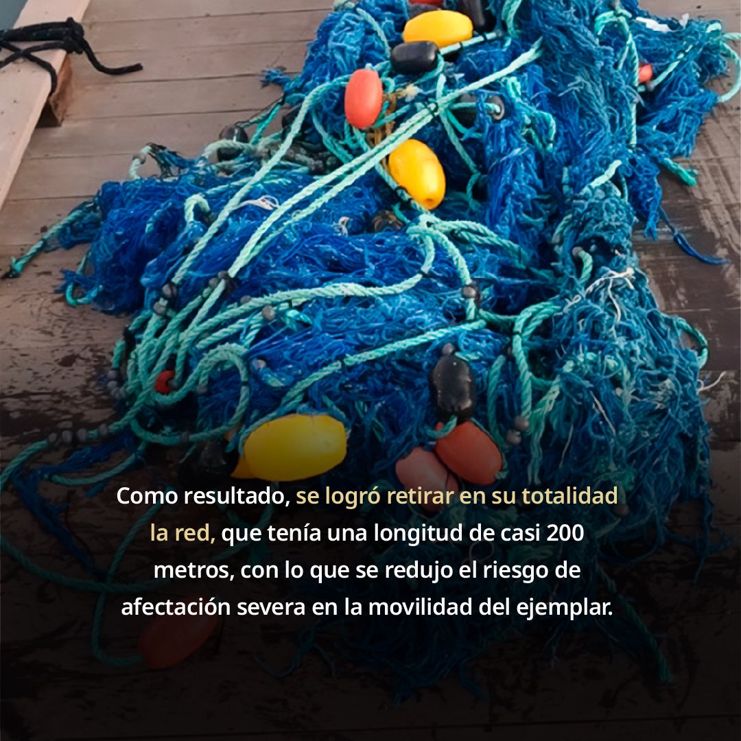 mariana_boy's tweet photo. Tras un reporte ciudadano, el equipo de @Profepa_Mx, junto a @CONANP_mx y expertos de RABEN, logramos el desenmalle de una ballena jorobada de 12 metros. Retiramos 200 metros de redes que ponían en riesgo su vida. Verla nadar libre de nuevo es el mejor recordatorio de por qué trabajamos día a día. #JusticiaAmbiental #BCS
