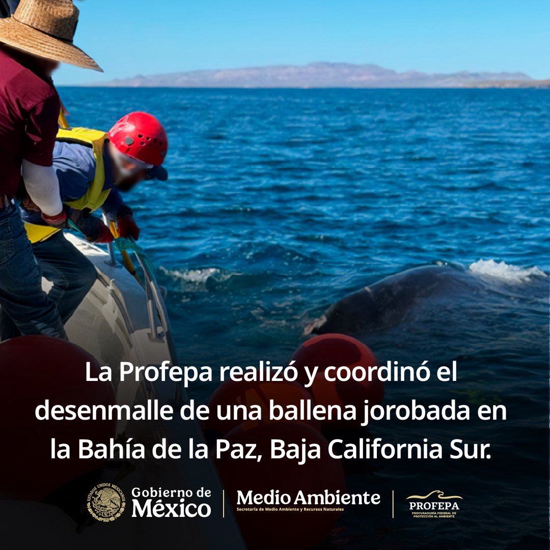 mariana_boy's tweet photo. Tras un reporte ciudadano, el equipo de @Profepa_Mx, junto a @CONANP_mx y expertos de RABEN, logramos el desenmalle de una ballena jorobada de 12 metros. Retiramos 200 metros de redes que ponían en riesgo su vida. Verla nadar libre de nuevo es el mejor recordatorio de por qué trabajamos día a día. #JusticiaAmbiental #BCS