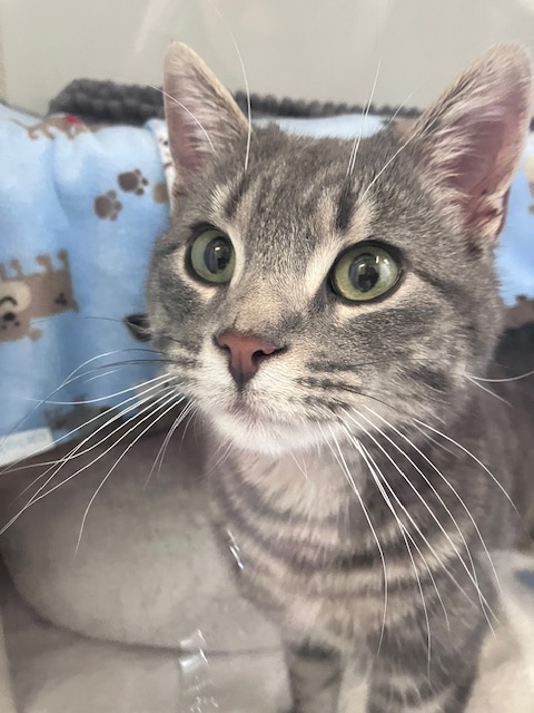 Guelph Lost Pets tweet media