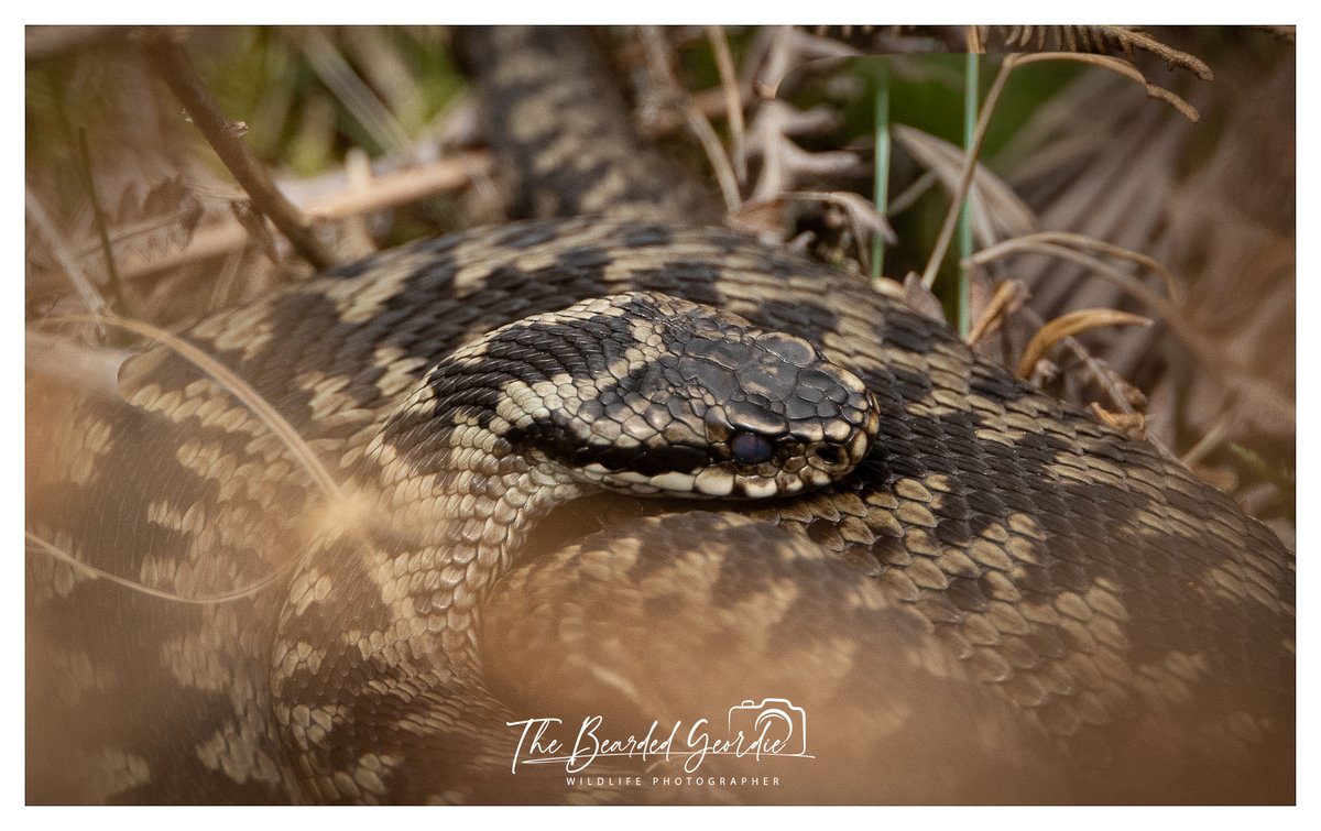 StevenFryerz9's tweet image. Few more Adder shots from todays outing.
@WildlifeMag
@BBCSpringwatch
@Britnatureguide
#Adder 
#snake