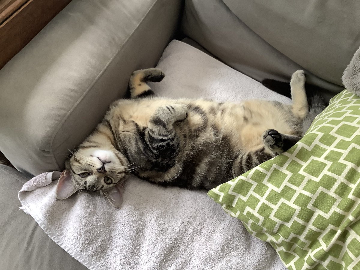 Mr. Max (MuffinRIP), George and Ernie tweet media