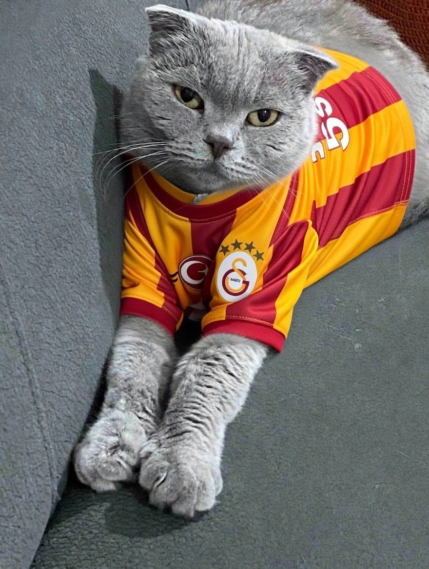 Figen Carilli tweet media