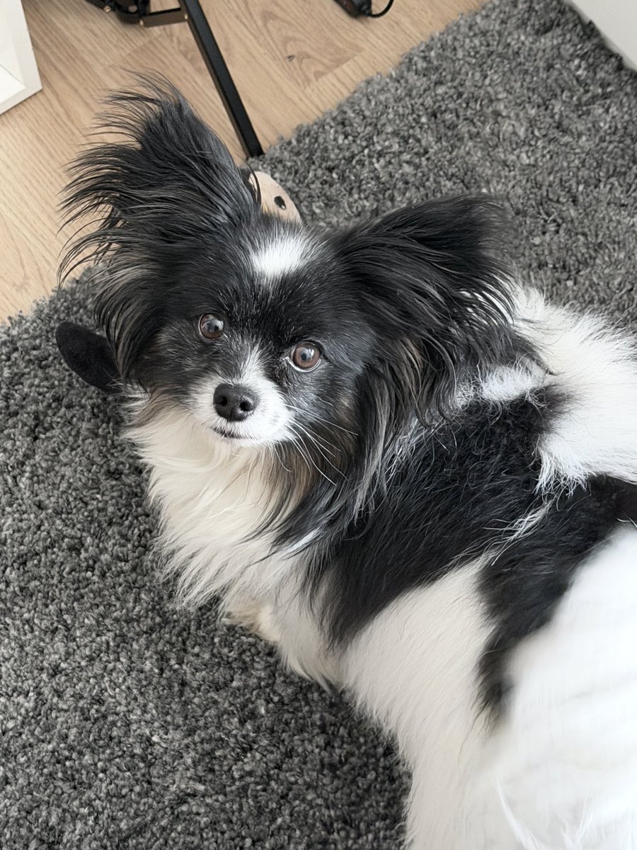 Nana 🌙💜 asmrtist & vtuber 🐰🪽 tweet media