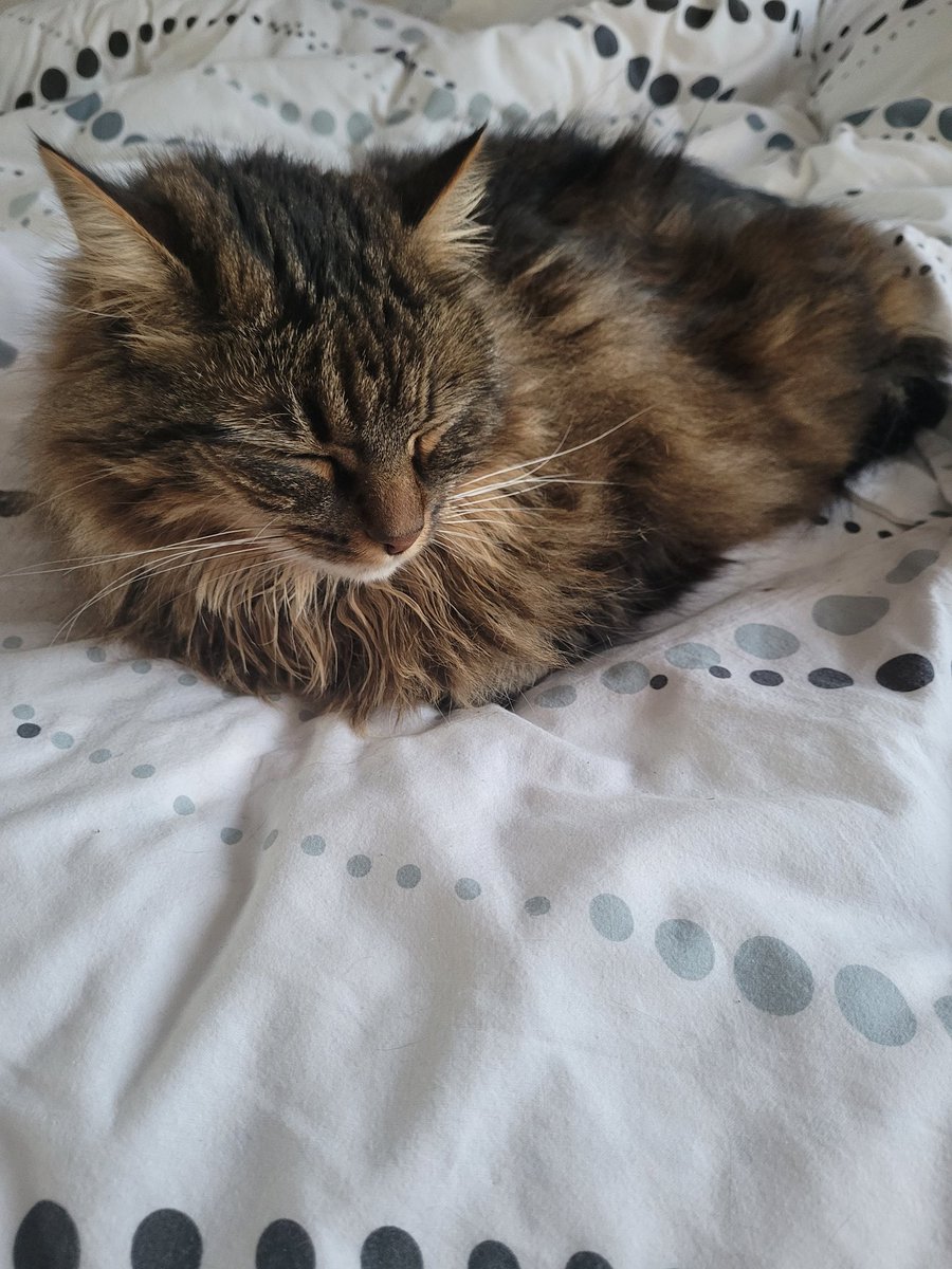 Début de la sieste depuis 11h ce matin quand même !!! Il est bientôt 19 h  elle n a toujours pas bougé  on est proche d un record ! 🤔😽