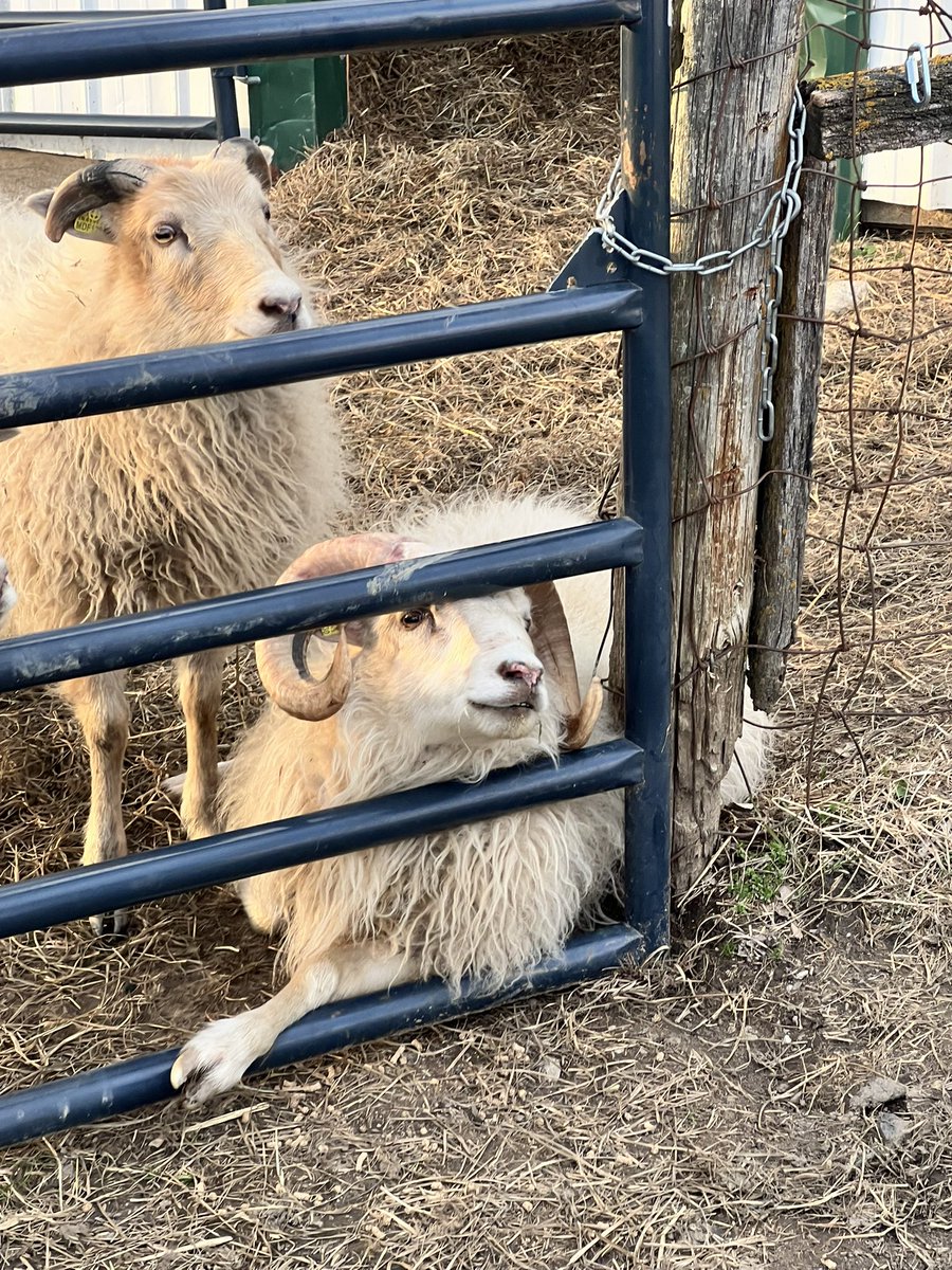 sweetbeets1's tweet photo. Here’s more photos of our Icelandic sheep since Brett thought they were AI’ed last time. 

Ramsey is laid back, chillin’ w/ Zacchaeus (our wee little man) behind him photo bombing. Ramsey’s sweet but lives up to his name &amp; will ram you if not watching!

#pccpets
@Brettdasovic https://t.co/j3Xex7s7u1