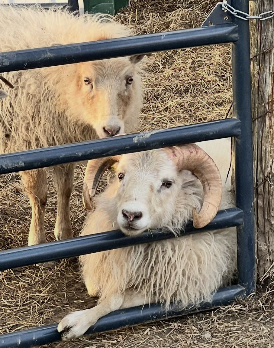 sweetbeets1's tweet photo. Here’s more photos of our Icelandic sheep since Brett thought they were AI’ed last time. 

Ramsey is laid back, chillin’ w/ Zacchaeus (our wee little man) behind him photo bombing. Ramsey’s sweet but lives up to his name &amp; will ram you if not watching!

#pccpets
@Brettdasovic https://t.co/j3Xex7s7u1