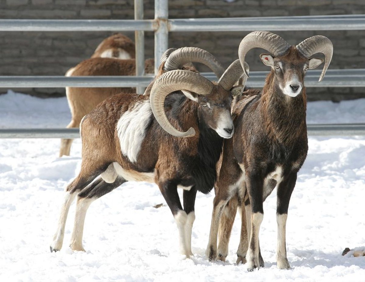 LindyMan tweet media