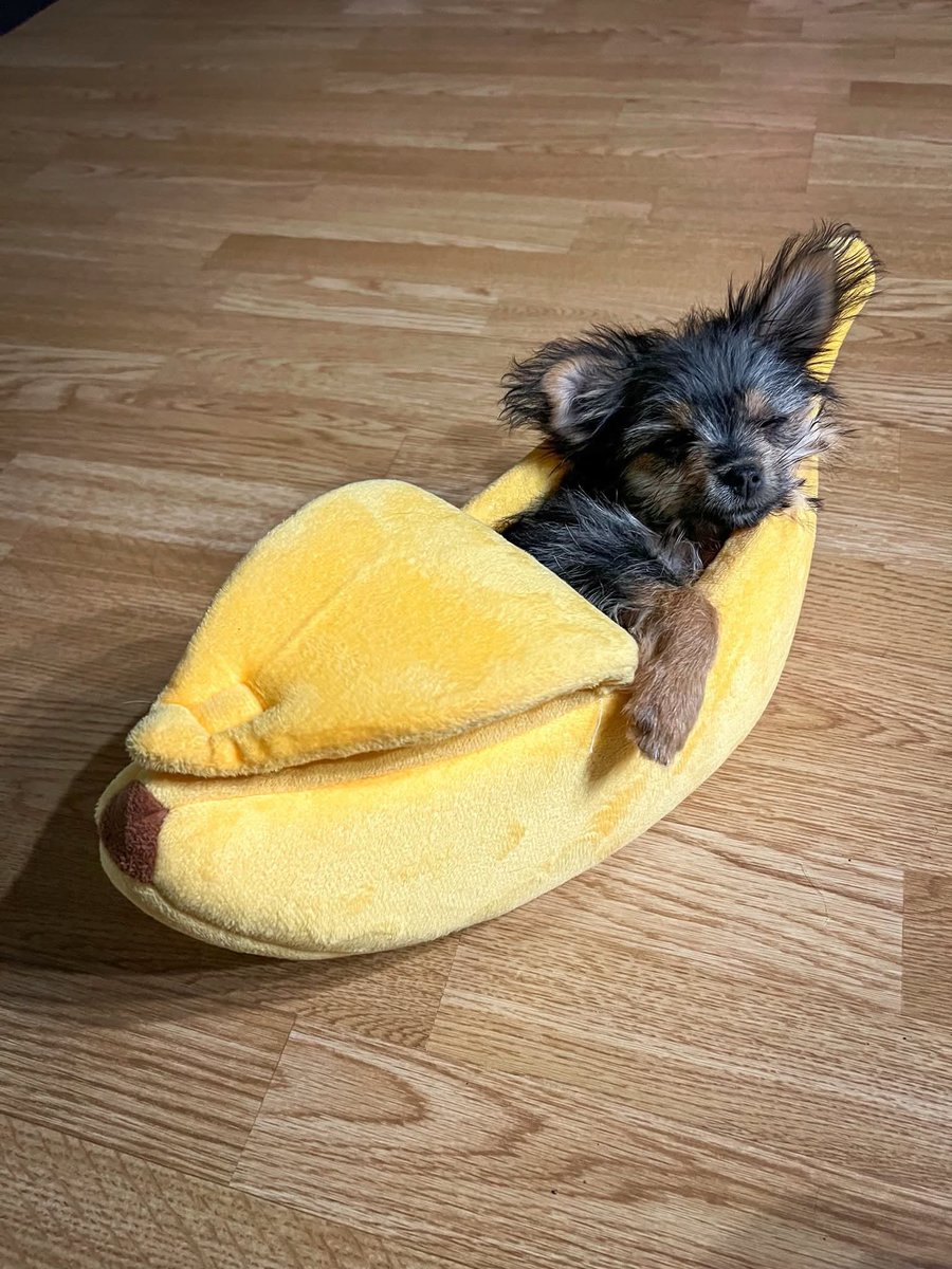 WeRateDogs tweet media