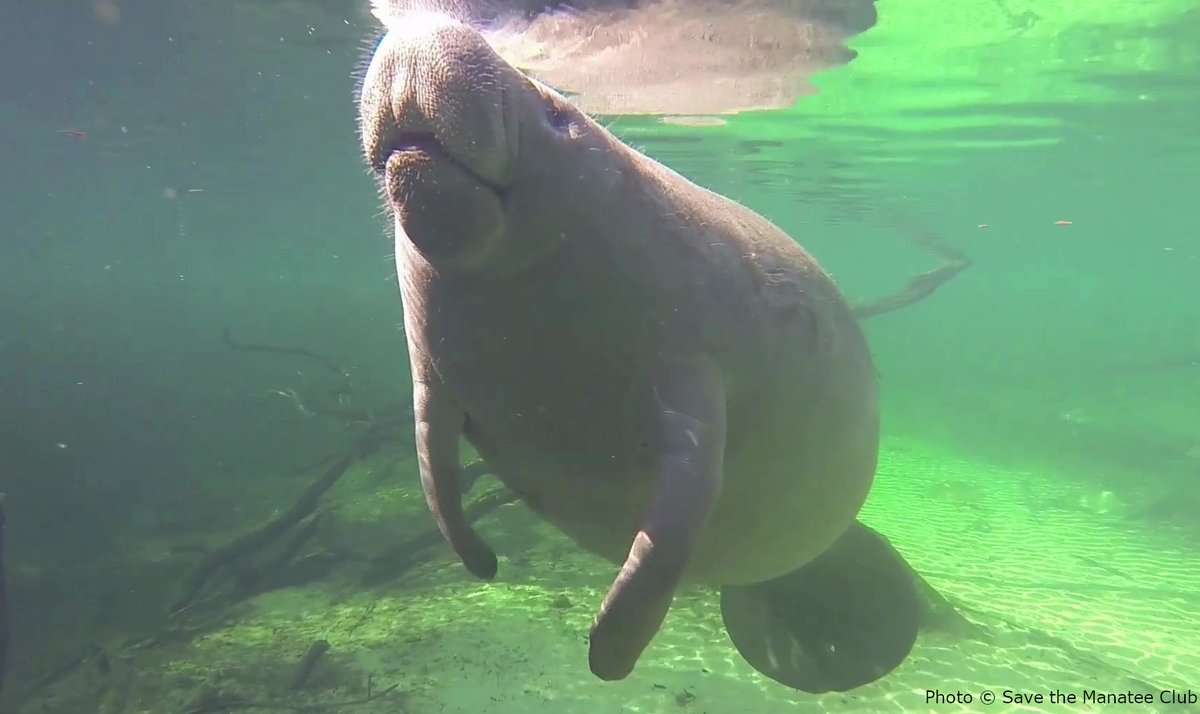 savethemanatee's tweet photo. It’s a fact! 
Manatees are very efficient breathers. Studies have shown that with a single breath, a manatee can renew about 90% of the air in their lungs! Humans, by comparison, generally renew about 10% per breath. Find more facts at https://t.co/8DspBpm8jq https://t.co/imBlXa0gku