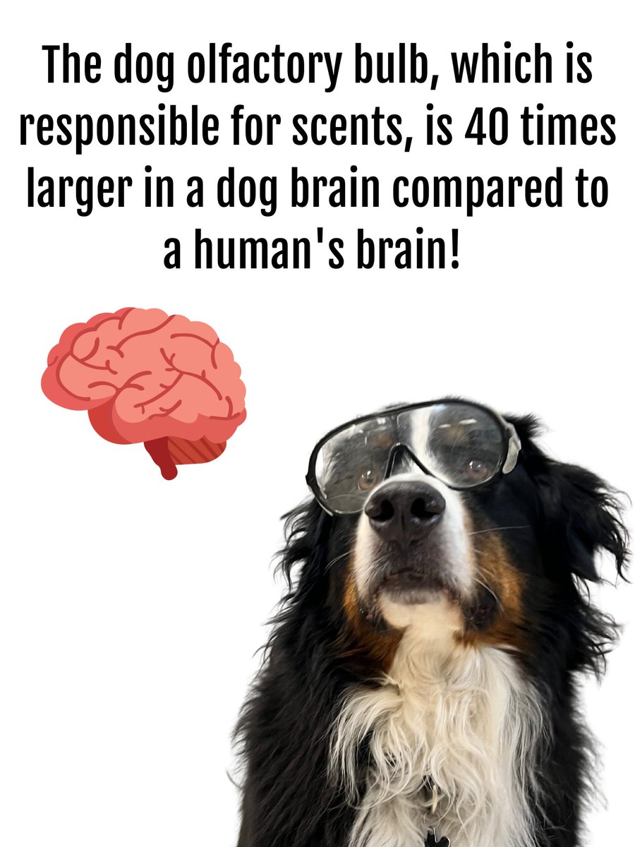 Bunsen, Beaker, Bernoulli & Brix tweet media