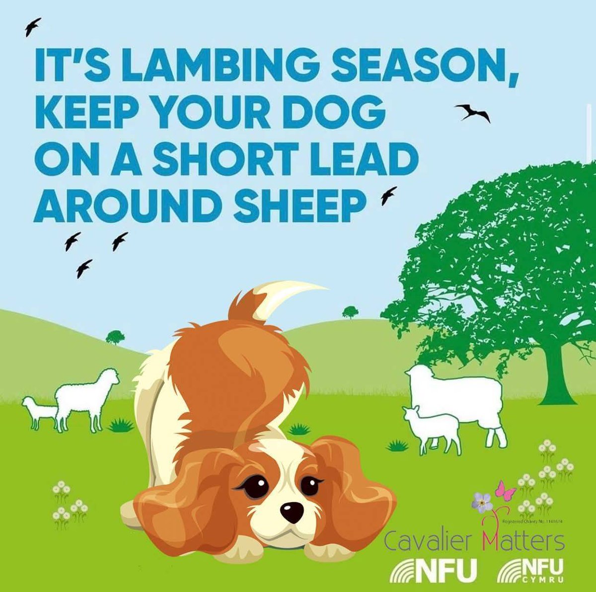 Cavalier Matters tweet media