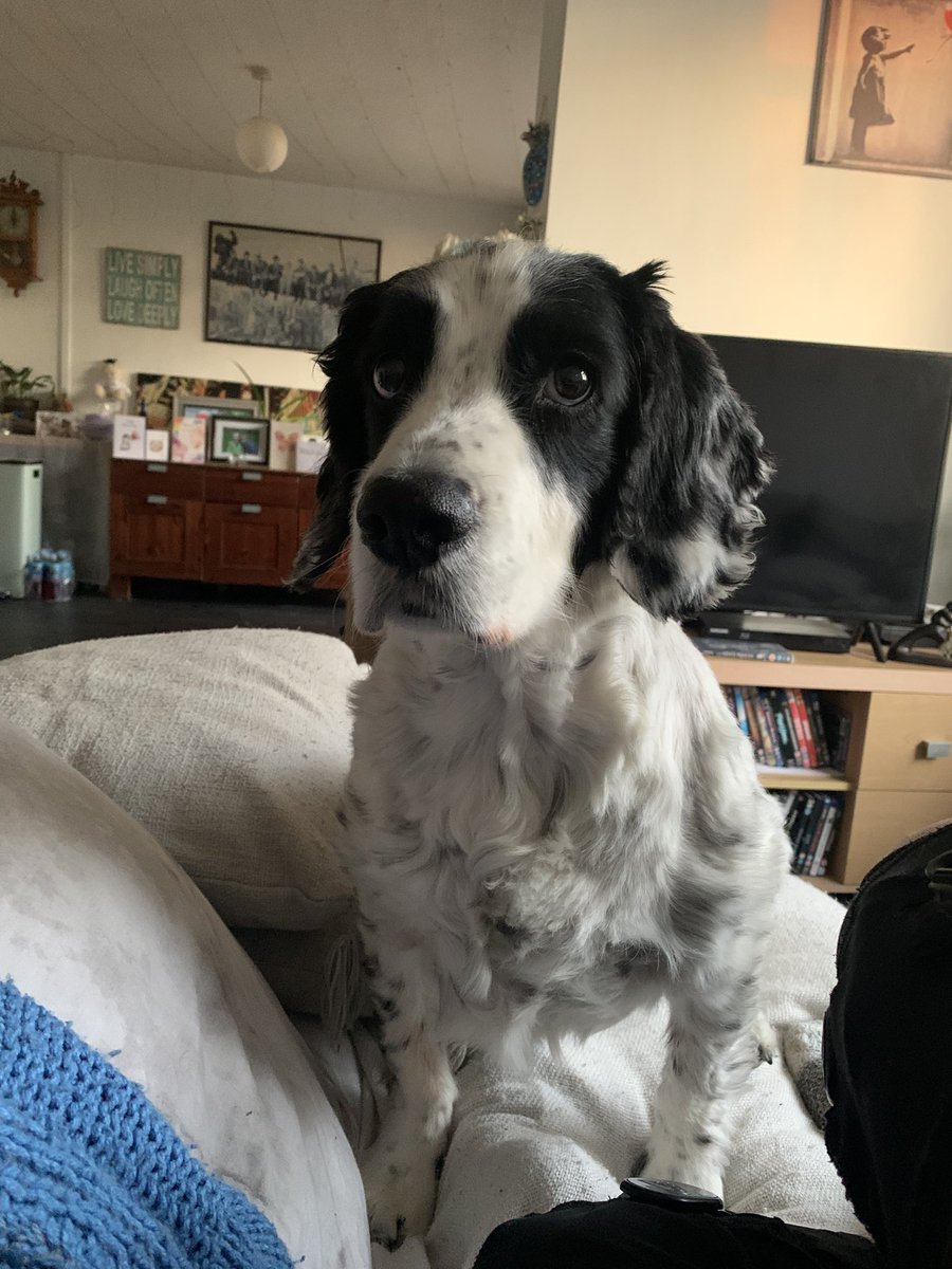 Momma Wolf 🐺x tweet media