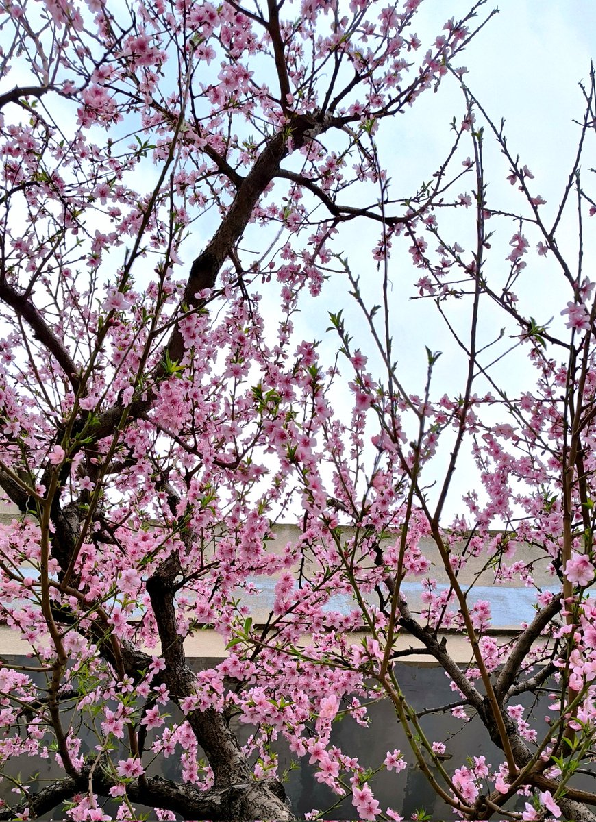 ليلى tweet media