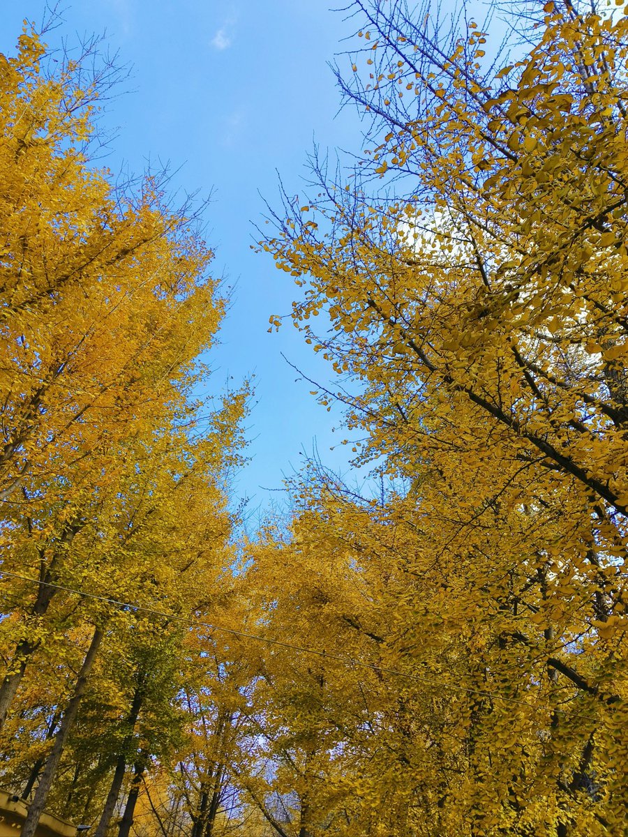 MjbLBnXaB0JuYNJ's tweet photo. Autumn breeze, golden leaves, cozy sweaters—perfect day to wander and sip warm cider! https://t.co/IjDfosS5zw