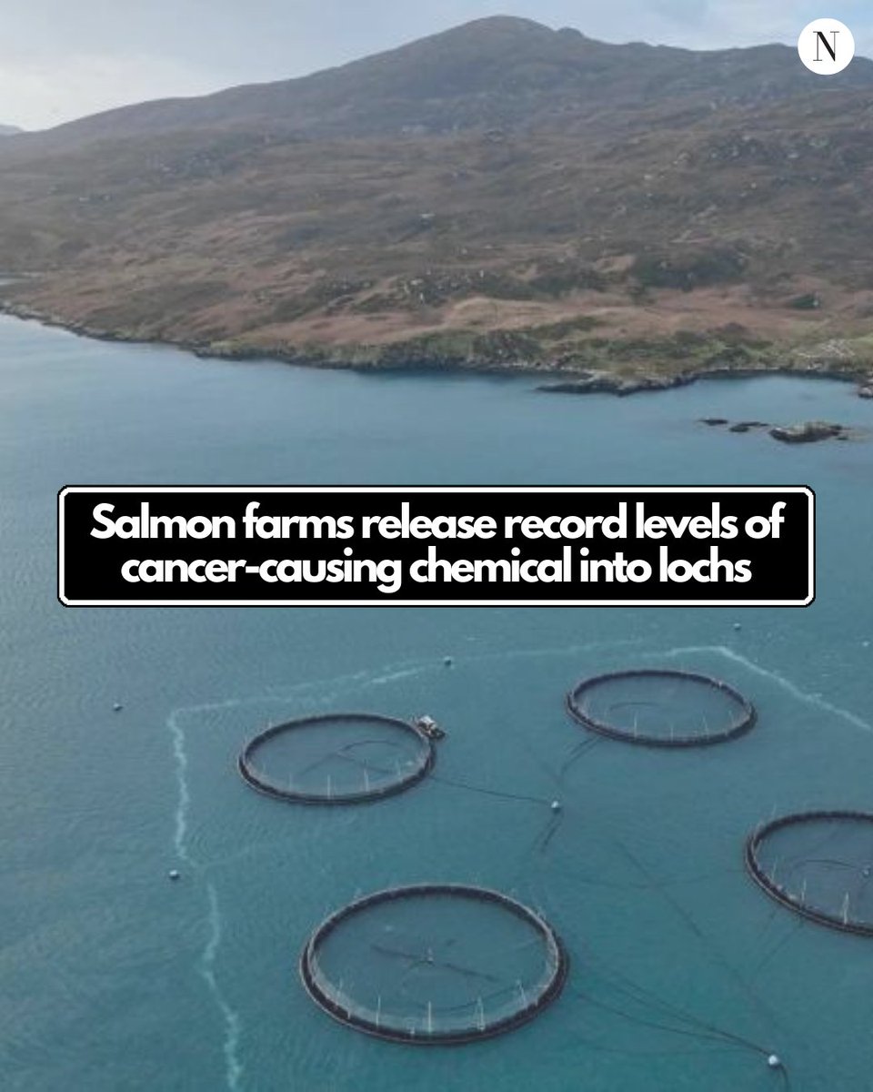 The National tweet media