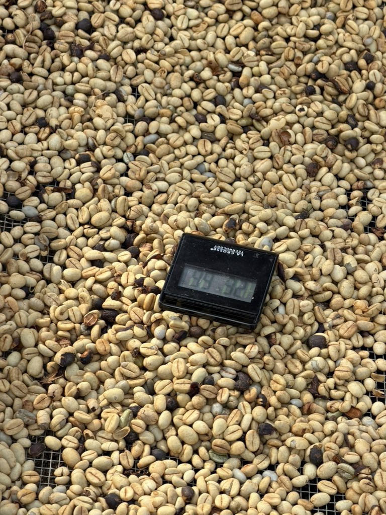 NostalgiCoffee's tweet photo. Processing coffee is one of the most critical stages—it’s where quality is defined and value is created ☕✨

We’ve seen the rumors… let’s set the record straight.

Nostalgic Coffee Limited is NOT “just processing coffee.”
We are curating excellence.

🔥 We are preparing for something special:
Limited Edition Coffee Auctions.

From bold, refined Fine Robustas to complex, high-scoring Specialty Arabicas—each lot is handled with precision, intention, and respect for the craft.

This isn’t mass production.
This is controlled quality, elevated value, and story-driven coffee.

🎯 Every bean.
🎯 Every process.
🎯 Every cup.

Built for those who understand coffee beyond taste—those who understand worth.

Stay ready.
Limited lots. Premium profiles. Auction-only access.

#NostalgicCoffee #SpecialtyCoffee #FineRobusta #CoffeeAuction #UgandanCoffee #FromCropToCup #CoffeeCulture #LimitedEditionCoffee