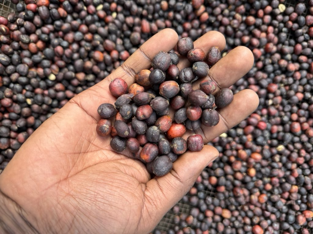 NostalgiCoffee's tweet photo. Processing coffee is one of the most critical stages—it’s where quality is defined and value is created ☕✨

We’ve seen the rumors… let’s set the record straight.

Nostalgic Coffee Limited is NOT “just processing coffee.”
We are curating excellence.

🔥 We are preparing for something special:
Limited Edition Coffee Auctions.

From bold, refined Fine Robustas to complex, high-scoring Specialty Arabicas—each lot is handled with precision, intention, and respect for the craft.

This isn’t mass production.
This is controlled quality, elevated value, and story-driven coffee.

🎯 Every bean.
🎯 Every process.
🎯 Every cup.

Built for those who understand coffee beyond taste—those who understand worth.

Stay ready.
Limited lots. Premium profiles. Auction-only access.

#NostalgicCoffee #SpecialtyCoffee #FineRobusta #CoffeeAuction #UgandanCoffee #FromCropToCup #CoffeeCulture #LimitedEditionCoffee