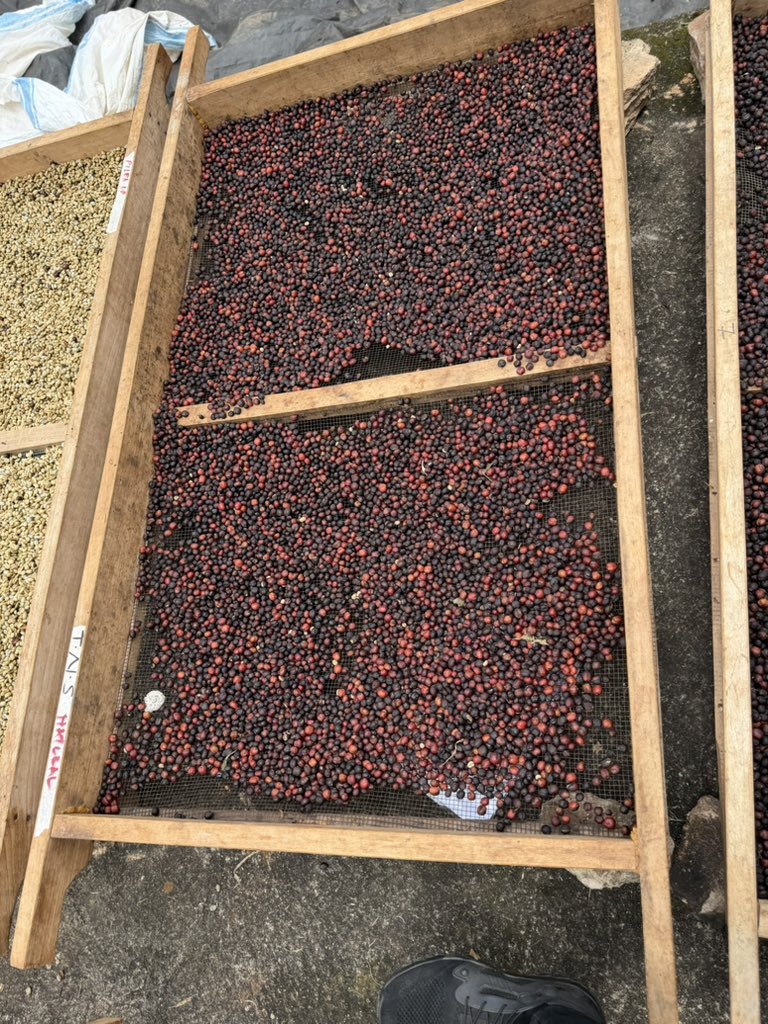 NostalgiCoffee's tweet photo. Processing coffee is one of the most critical stages—it’s where quality is defined and value is created ☕✨

We’ve seen the rumors… let’s set the record straight.

Nostalgic Coffee Limited is NOT “just processing coffee.”
We are curating excellence.

🔥 We are preparing for something special:
Limited Edition Coffee Auctions.

From bold, refined Fine Robustas to complex, high-scoring Specialty Arabicas—each lot is handled with precision, intention, and respect for the craft.

This isn’t mass production.
This is controlled quality, elevated value, and story-driven coffee.

🎯 Every bean.
🎯 Every process.
🎯 Every cup.

Built for those who understand coffee beyond taste—those who understand worth.

Stay ready.
Limited lots. Premium profiles. Auction-only access.

#NostalgicCoffee #SpecialtyCoffee #FineRobusta #CoffeeAuction #UgandanCoffee #FromCropToCup #CoffeeCulture #LimitedEditionCoffee