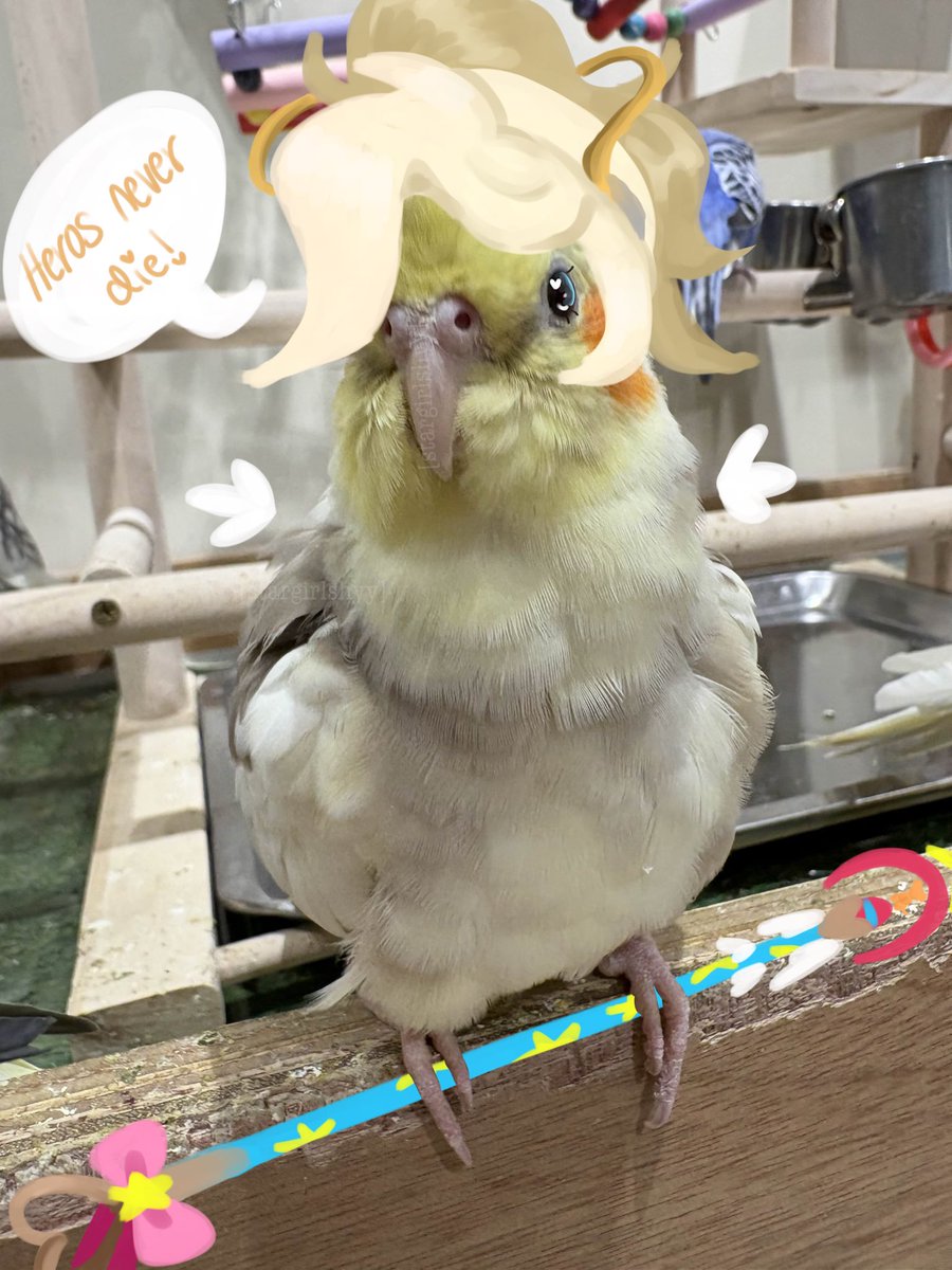 𓆩☆𓆪 Sana ! Dva ceo tweet media