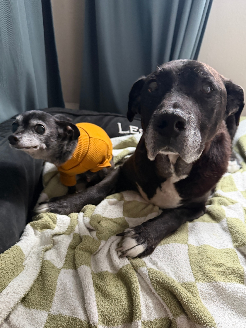 Muttville Senior Dog Rescue, San Francisco tweet media