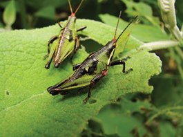 RevistaTcu's tweet photo. Ficha Técnica. Chapulín. Sphenarium purpurascens Ch. https://t.co/lwluWNwiuN #SoyFanDe https://t.co/PllbsqzMR6