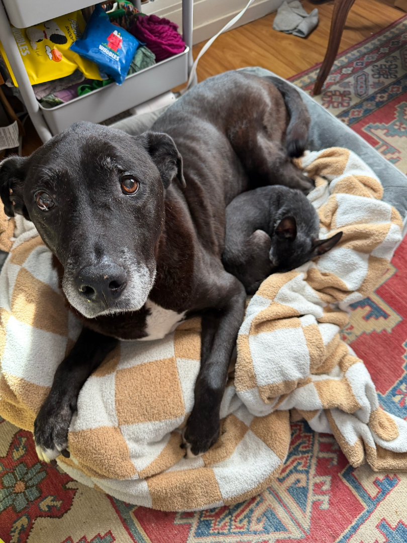 Muttville Senior Dog Rescue, San Francisco tweet media