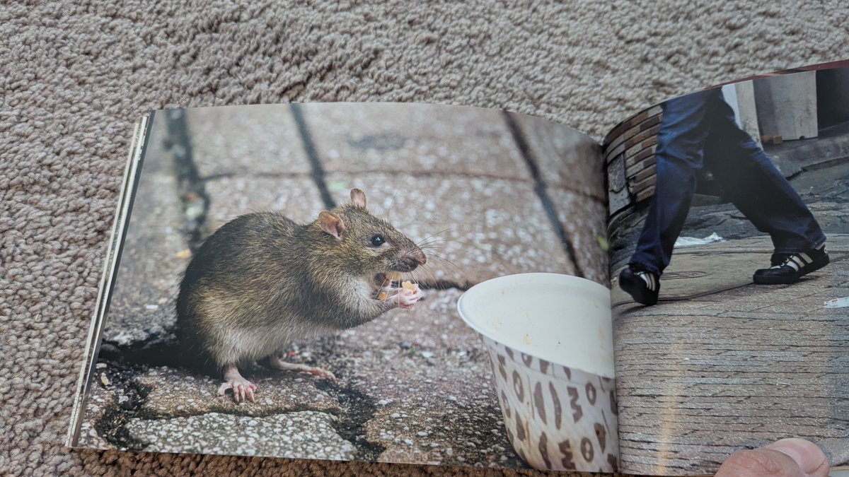 FrennecFox (They Lesb) ➡️ AWA tweet media