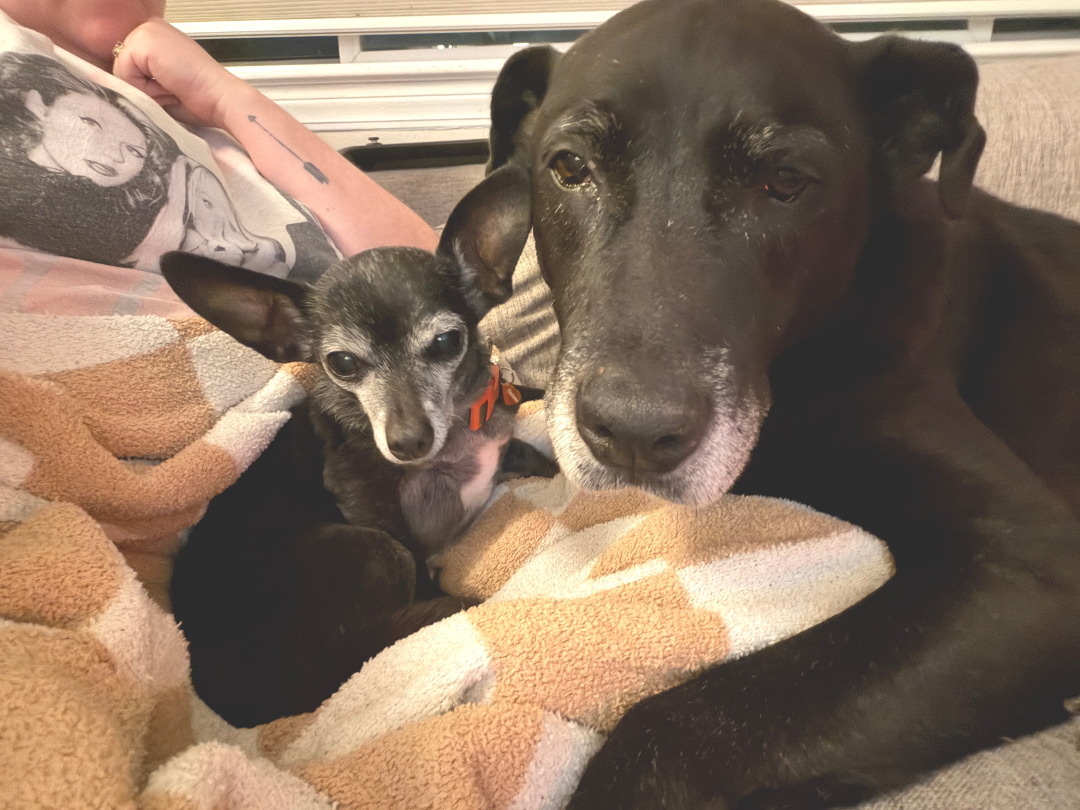 Muttville Senior Dog Rescue, San Francisco tweet media