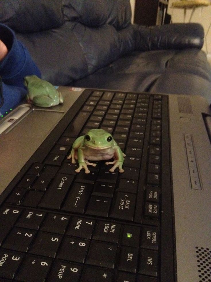 slothnapking's tweet photo. One frog told the other frog — 'Bro, don’t climb on my laptop, I’m trying to work'
Second frog: 'Shut up, I’m already sitting on your keyboard' 🐸"...
.. 
...
#cuteanimals #funnyanimals #animals #wildlife #animallovers #froglife #Frog #Frogs #froglove https://t.co/AjG6NhBR7u