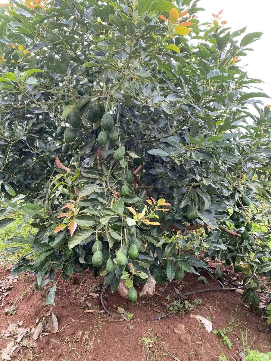 Economics and Agriculture tweet media