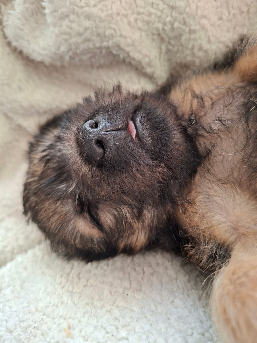 Reginald Barkley - sekretary of da social club! tweet media