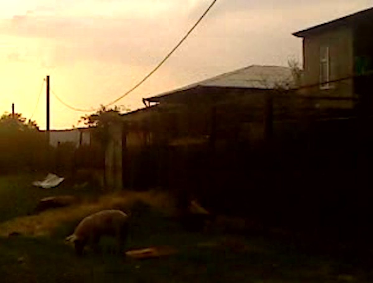 Cinema Guild tweet media