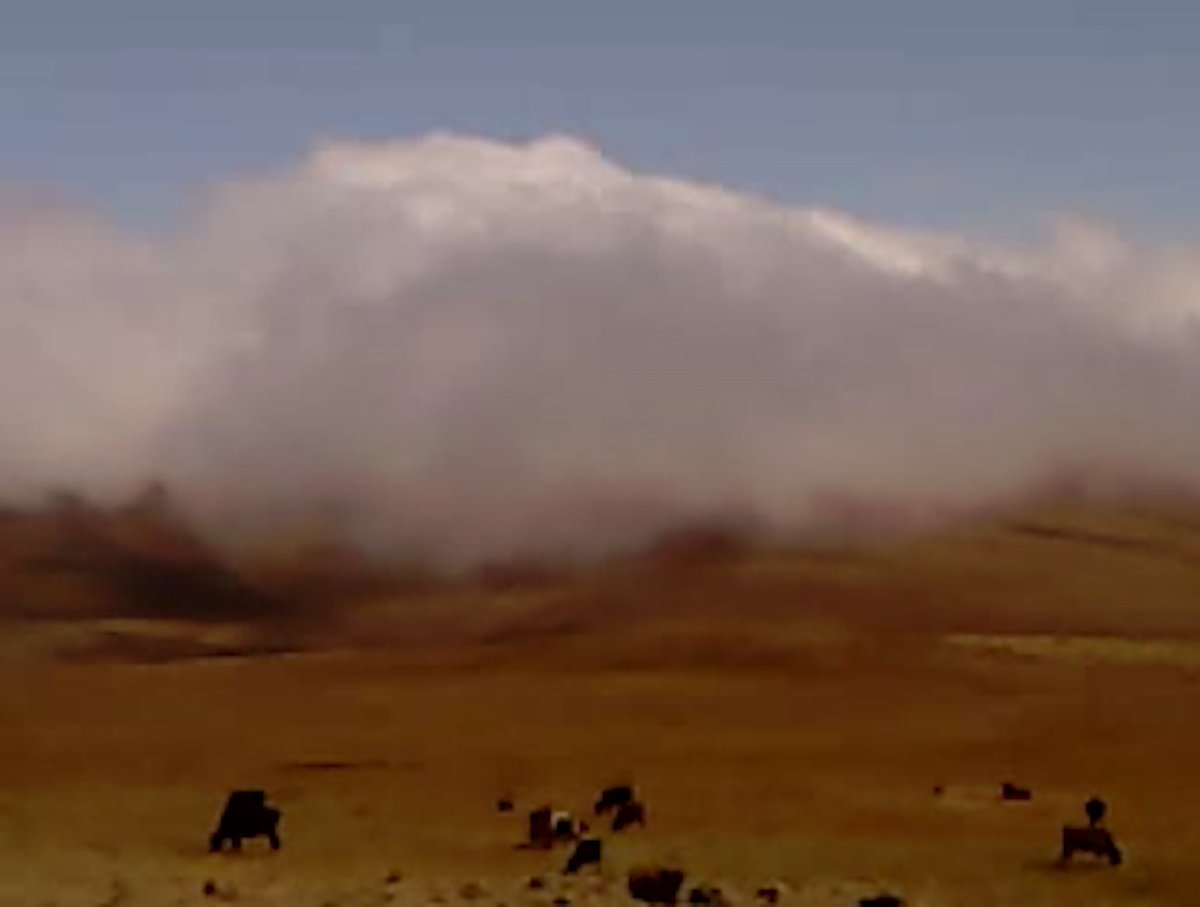 Cinema Guild tweet media